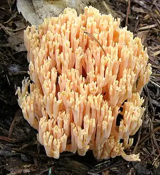 Dreifarbige Koralle Ramaria formosa