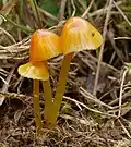 Schleimfuß-Saftling Hygrocybe glutinipes