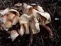 Perlhuhn-Egerlingsschirmling Leucoagaricus meleagris