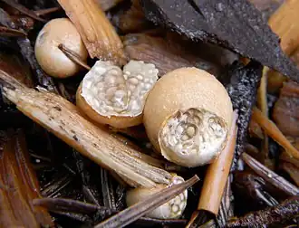 bauchpilzartig Vollgestopfter Nestling Nidularia deformis