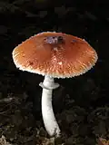 Rothütiger Egerlingsschirmling Leucoagaricus rubrotinctus