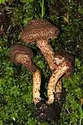 Sparriger Risspilz Inocybe hystrix