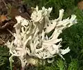 Kammförmiger Keulenpilz Clavulina coralloides