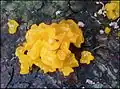 Riesen-Gallertträne (Dacrymyces chrysospermus)