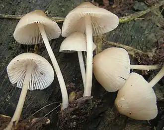 Rosablättriger Helmling Mycena galericulata