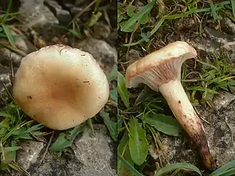 Fleckender Lärchen-Schmierling Gomphidius maculatus