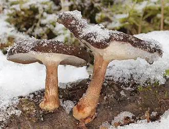 Winter-Stielporling Lentinus brumalis