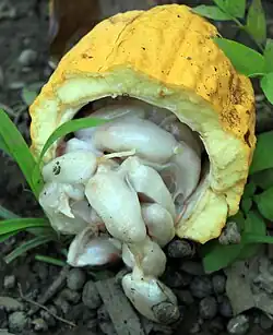 Unterfamilie Byttnerioideae: Früchte und Samen von Theobroma cacao