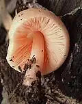 Rosastieliger Dachpilz Pluteus roseipes