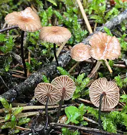 Rosshaar-Blasssporrübling Gymnopus androsaceus