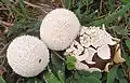 Abblätternder Stäubling Lycoperdon marginatum