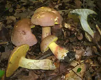 Silber- oder Sommer-Röhrling Butyriboletus fechtneri