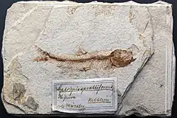 2016 – Leptolepides sprattiformis, hier repräsentiert durch ein Exemplar aus der Sammlung des Museums für Naturkunde Berlin