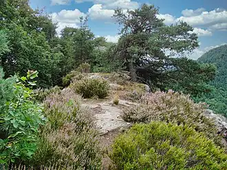 Dimbergfelsen (Gipfelpfad)