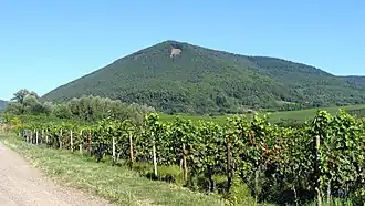 Blick von Burrweiler nordnordwestwärts zur Südkuppe des Blättersbergs