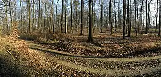 Gipfelregion des Köhlerbergs von Nordwesten gesehen