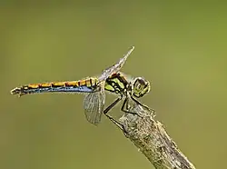 Schwarze Heidelibelle ♀