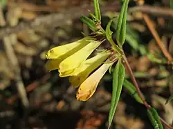 Wiesen-Wachtelweizen