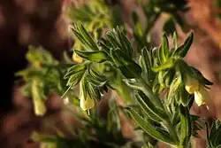 Das vom Aussterben bedrohte Sand-Lotwurz, das nur noch in wenigen hundert Exemplaren im Mainzer Sand vorkommt