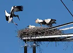 Eines der zahlreichen Storchennester auf der Stromtrasse im Laubenheimer Ried