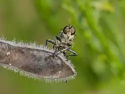 Eutolmus rufibarbis ♂ Frontansicht