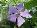 Vinca minor