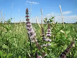 Grüne Minze (Krauseminzöl, „Spearmint“)