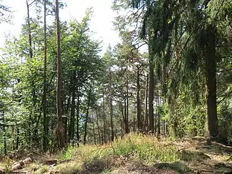 Baumbestand auf dem Abtskopf