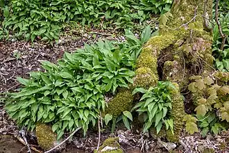 Bärlauch am Bachufer