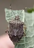 Marmorierte Baumwanze (Halyomorpha halys)