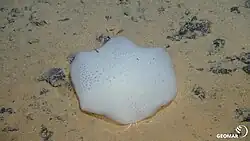 Schwamm auf Manganknolle