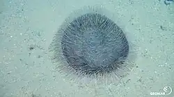 Seeigel aus der Familie der Urechinidae in der Clarion-Clipperton-Zone