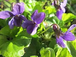 Wohlriechendes Veilchen