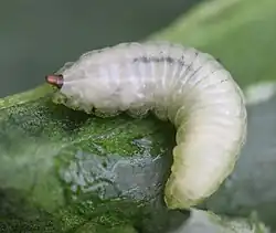 Larve der Bärlauch-Erzschwebfliege (Cheilosia fasciata)