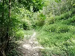 Teile von Afaloicai sind bewaldet