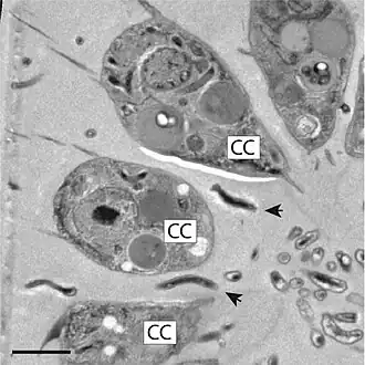 Die TEM-Aufnahme zeigt spiralförmige Bakterien (Pfeilspitzen) zwischen den Choanozyten (CC) einer Kolonie von B. monosierra. Balken: 2 µm.