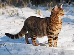 10 Monate alter Kater