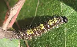 mittleres Raupenstadium an Schwarzpappel, 2. Septemberhälfte