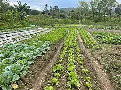 Gartenbau in Saboria