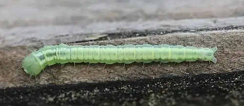 Reife Raupe Mitte Juni