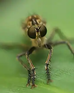 Eutolmus rufibarbis ♀ Frontansicht