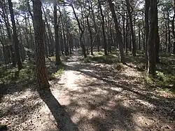 Kanonenweg zum Nollenkopf