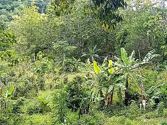 In der Aldeia Leogore, Suco Holpilat