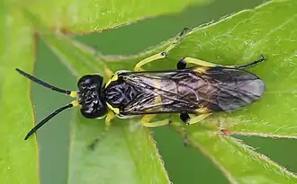 Weibchen, Dorsalansicht