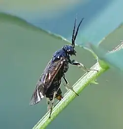 Weibchen bei der Eiablage