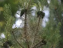 Larven (links) und abgenagte Kiefernnadeln (in der Bildmitte)