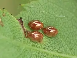 3 Eier auf der Blattunterseite einer Hundsrose am 19. Juni 2023