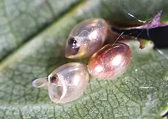 2 geöffnete Eier, aus denen am 20. Juni 2023 Nymphen schlüpften