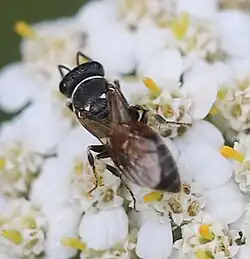 Weibchen an Schafgarbe