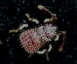 Erstes Nymphenstadium